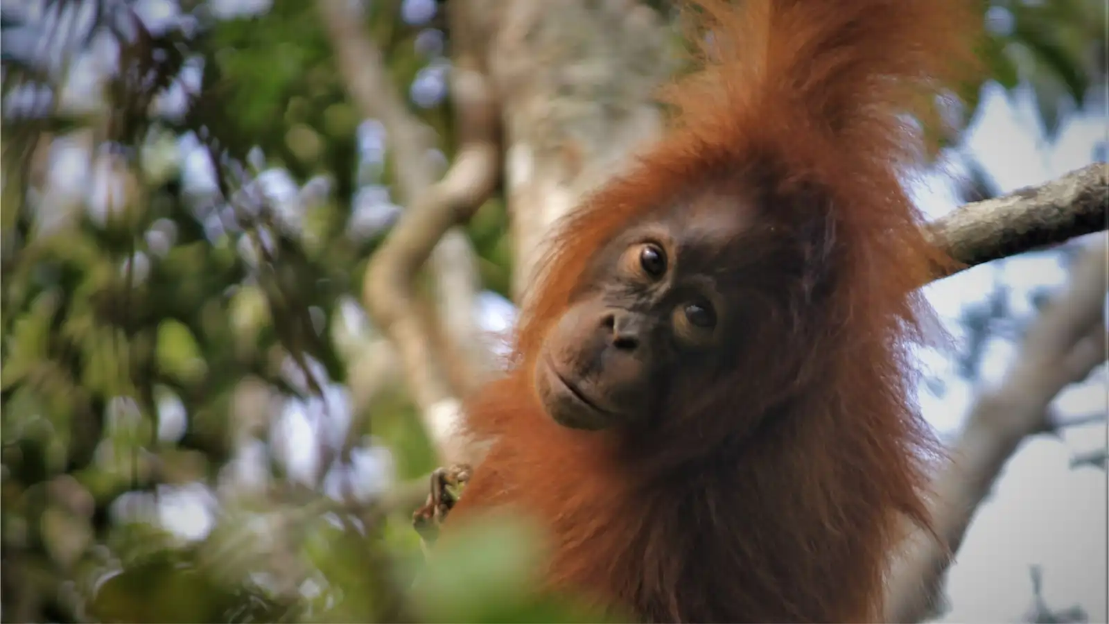 Tanjung Puting — Orangutans, Rainforests & River Worlds