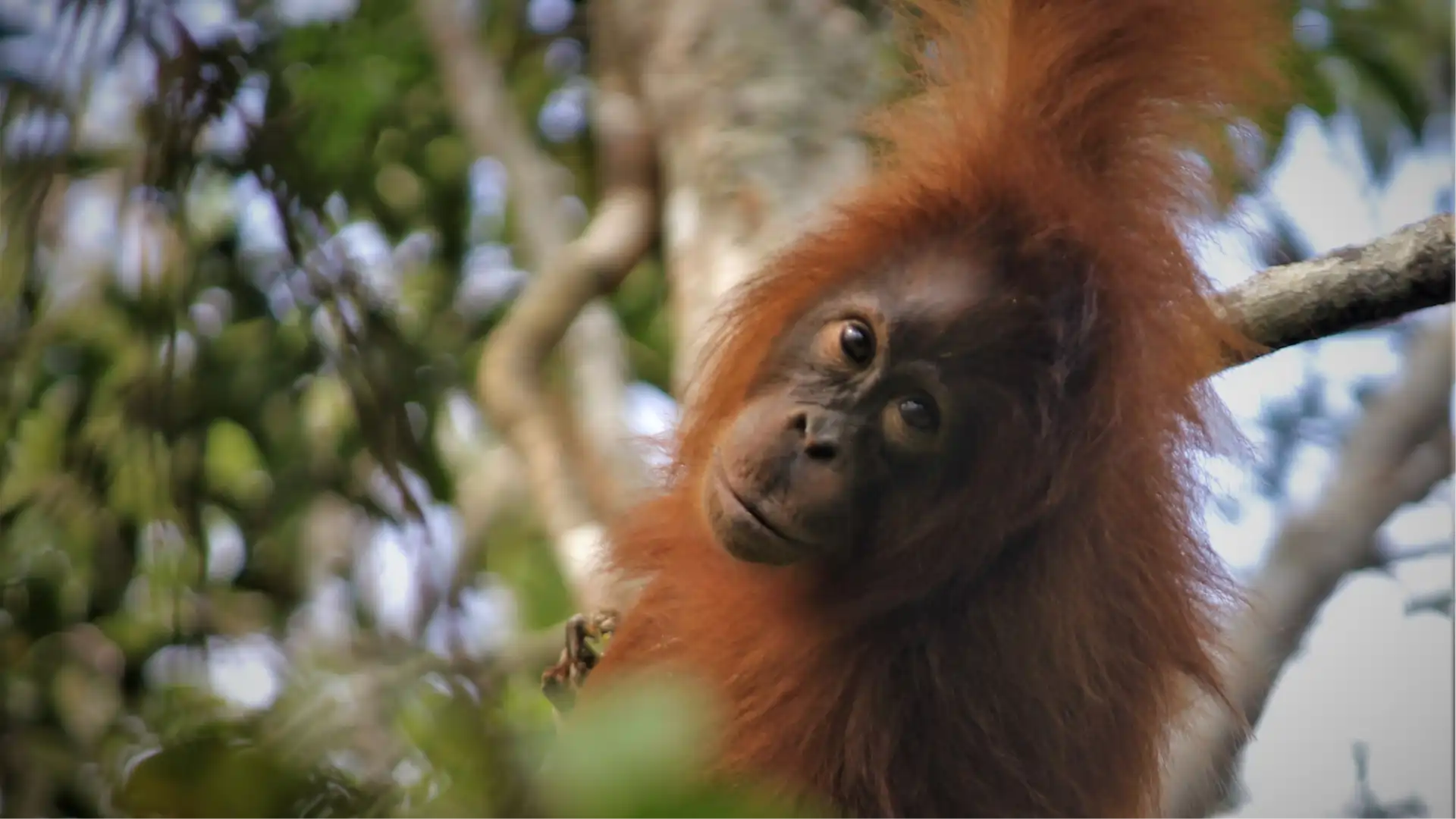 Borneo