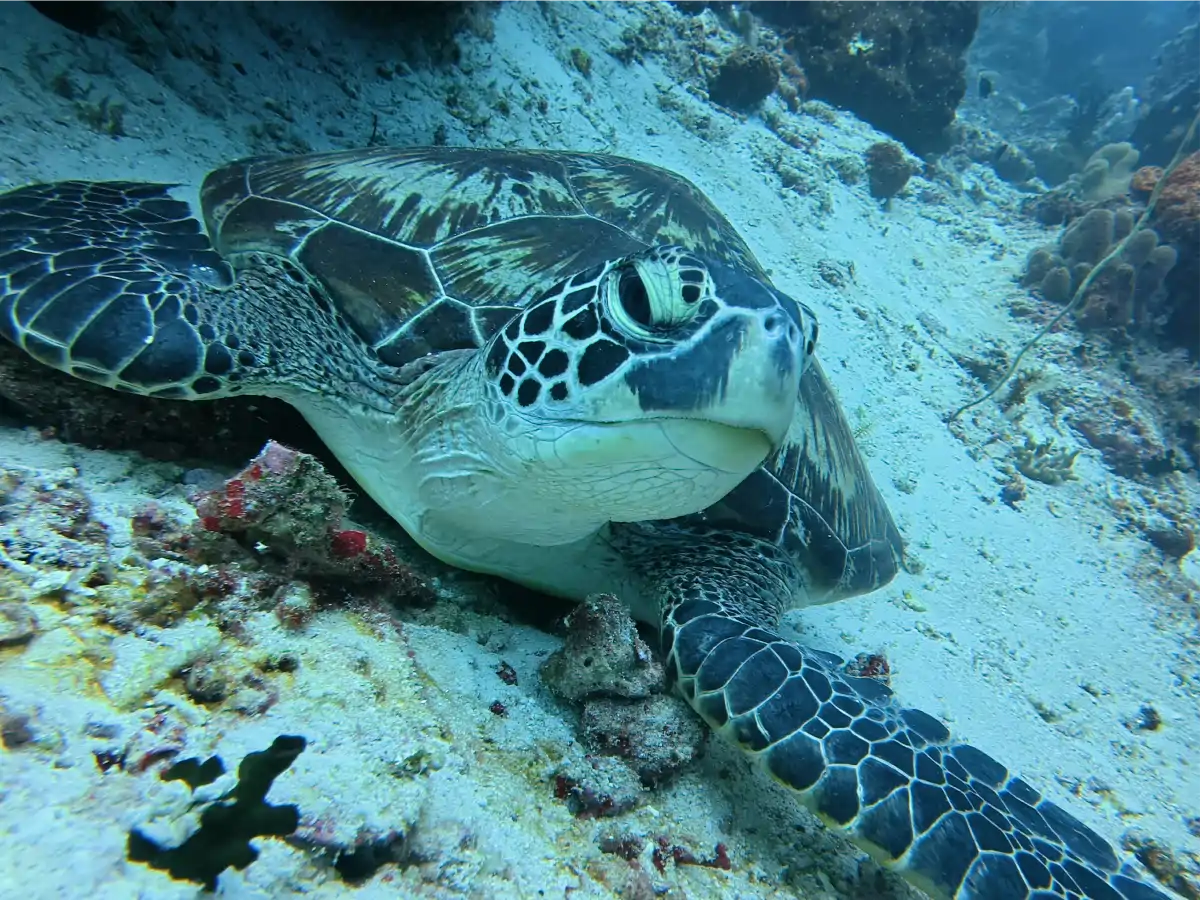 bunaken-05