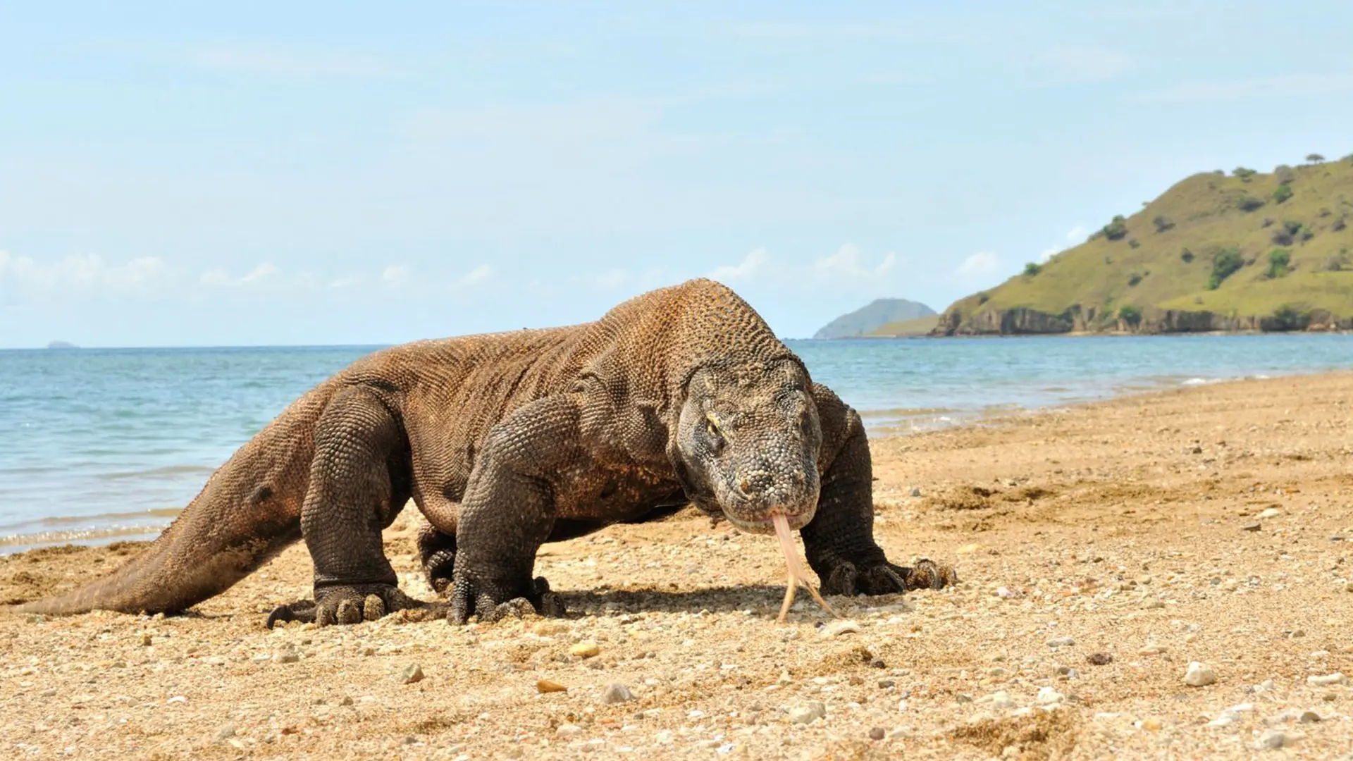 Labuan Bajo & Komodo — Wild Islands & Seaside Retreats
